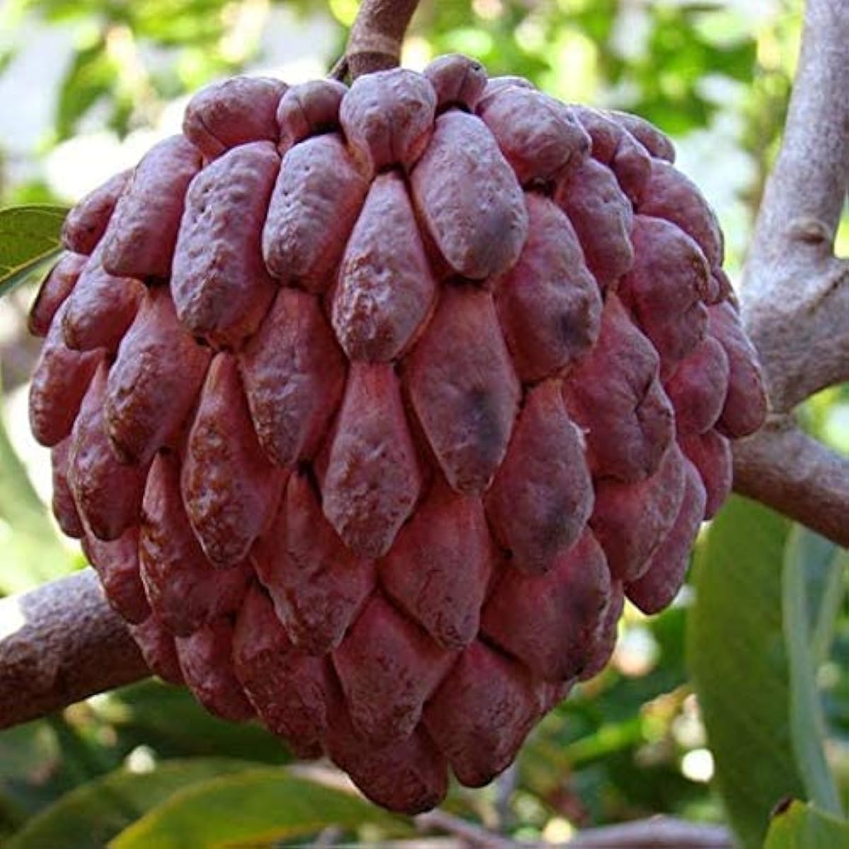 Red Custard Apple Seeds Up to 50% Off