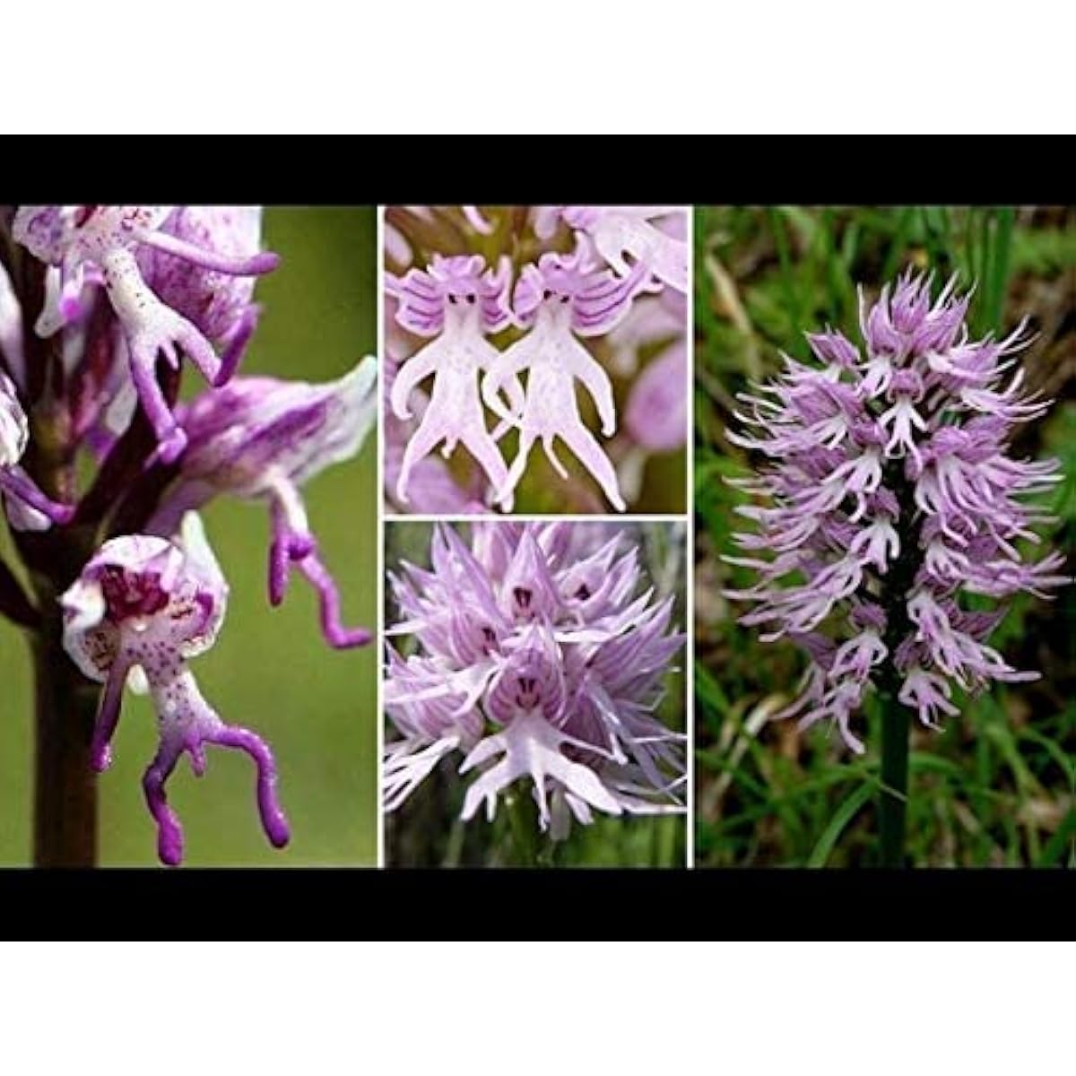 Naked Man Orchid Seeds up to 50%