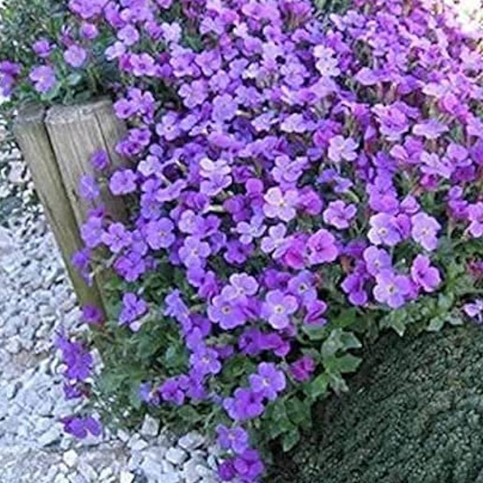 Creeping Thyme Seeds – Up to 50%