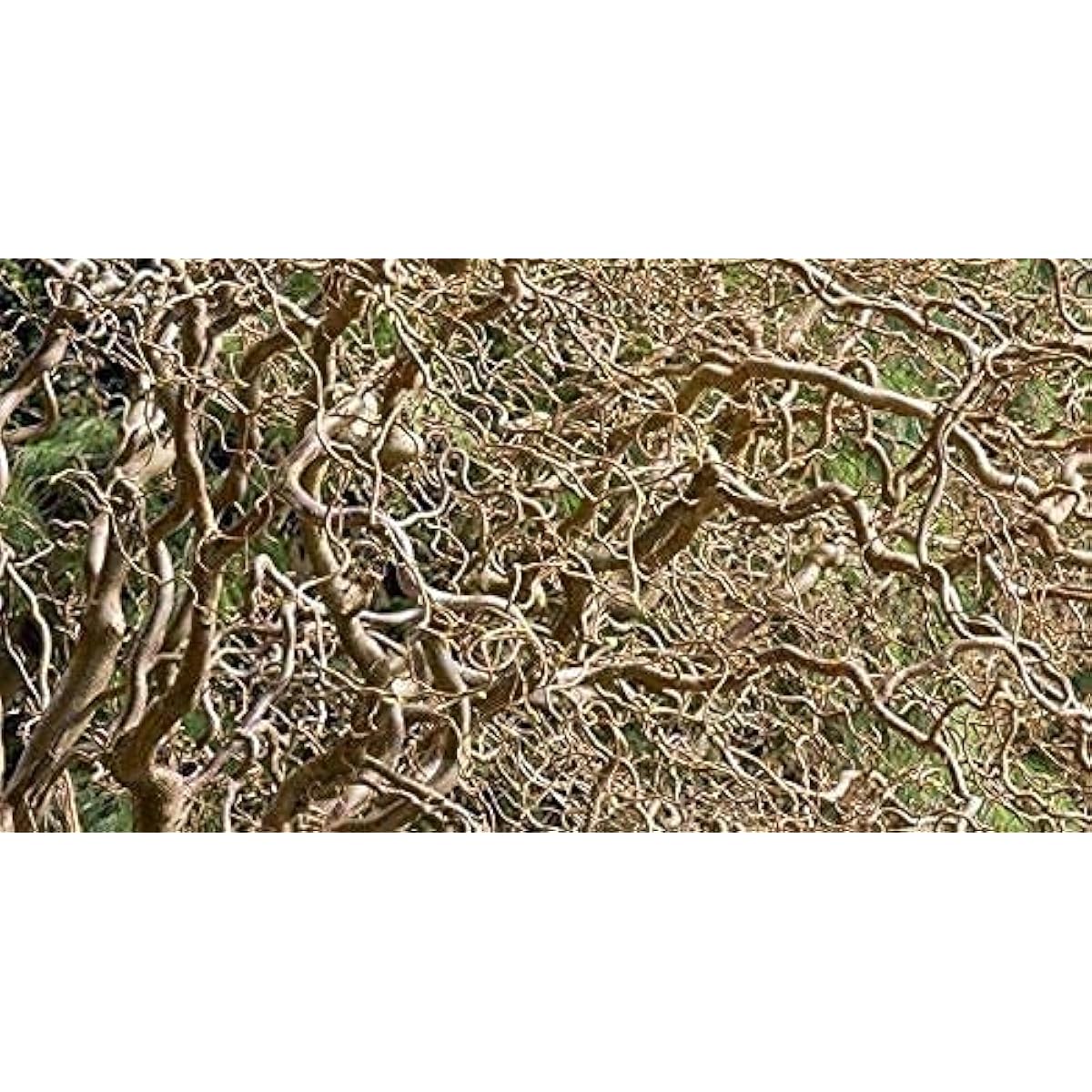 Corkscrew Willow Tree | Fast-Growing Shade Tree with Unique Curly Branches Up to 50%