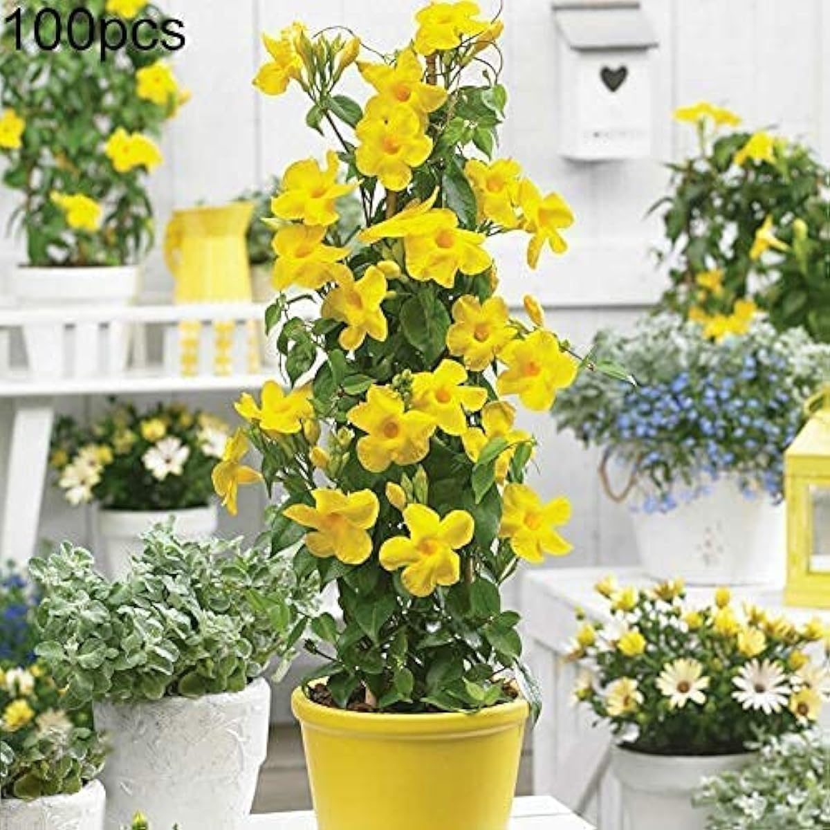 Dipladenia Sanderi Flower Seeds ¨C up to 50%