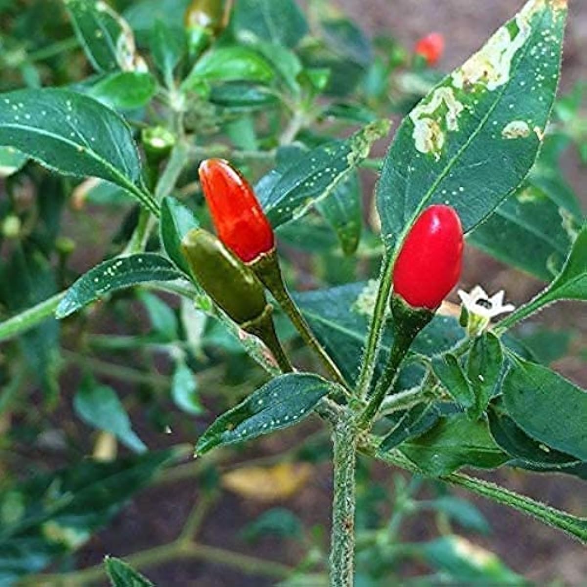 Chile Piquin Pepper Seeds – Heirloom Non-GMO | Up to 50%