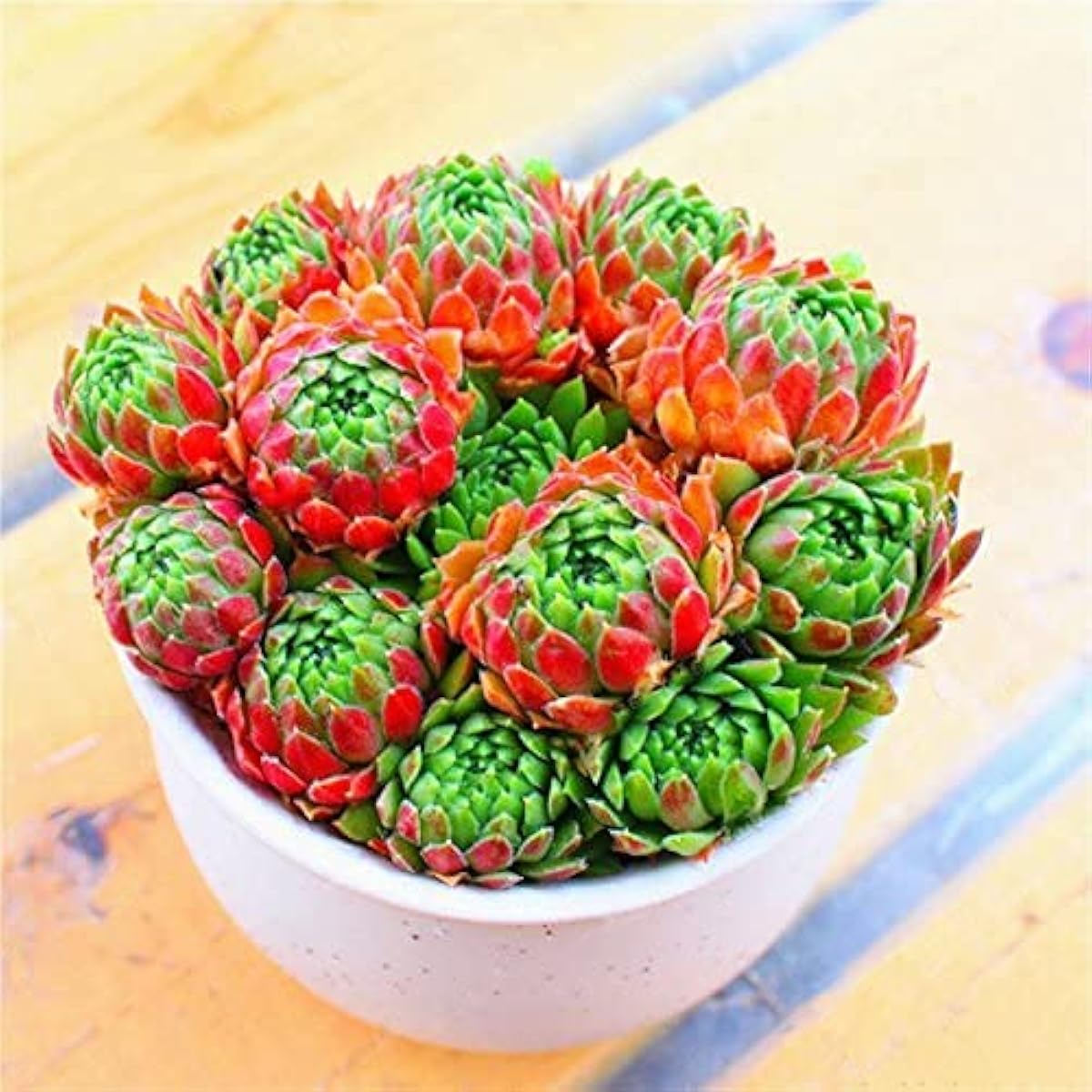 Sempervivum Succulent Seeds for Home Decoration – Up to 50%