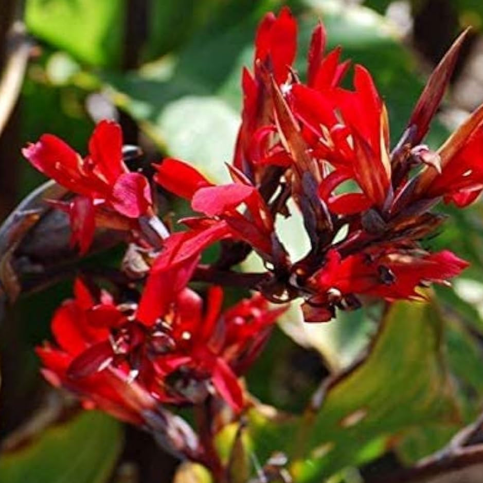 Canna Edulis Plant Seeds up to 50%
