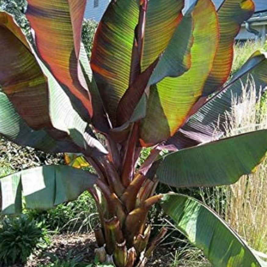 Abyssinian Banana Seeds up to 50%