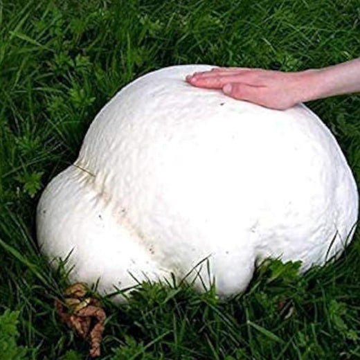 Giant Puffball Mushroom Spores