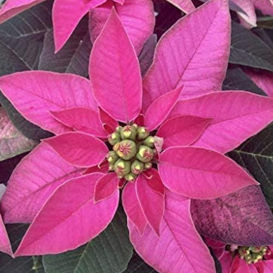 Pink Poinsettia Seeds prime day up to 50%