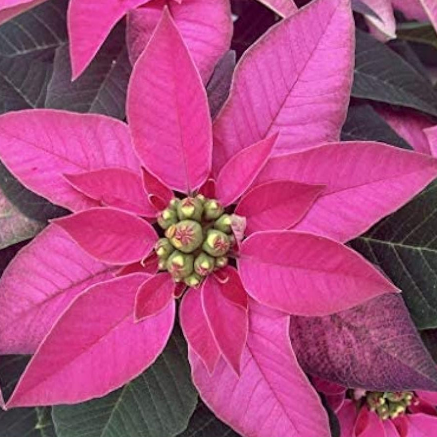 Pink Poinsettia Seeds ¨C up to 50%