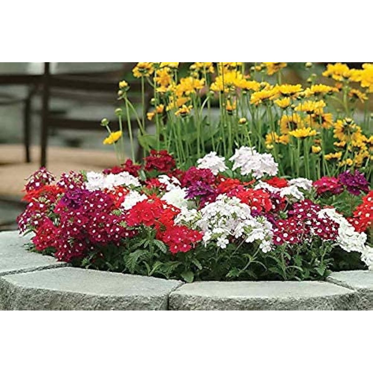 Dwarf Verbena Flower Seeds up to 50%