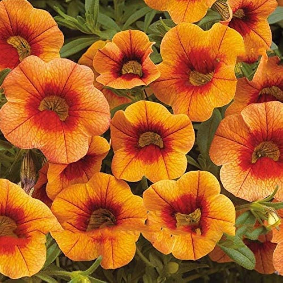 Mixed Calibrachoa Petunia Seeds prime day up to 50%