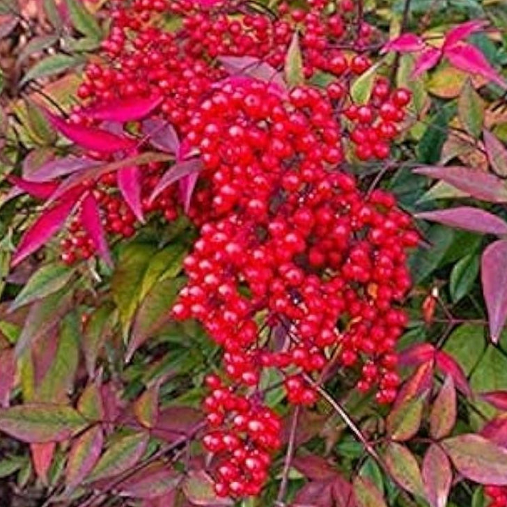 Heavenly Bamboo Seeds Up to 50%