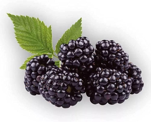 Mulberry Tree Seeds