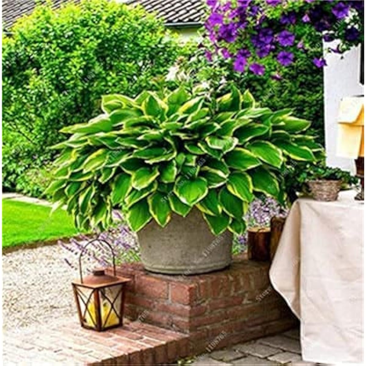 Mixed Hosta Perennial Lily Seeds – White Lace – prime day up to 50%