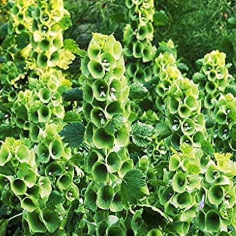 Bells of Ireland Seeds Up to 50% Off