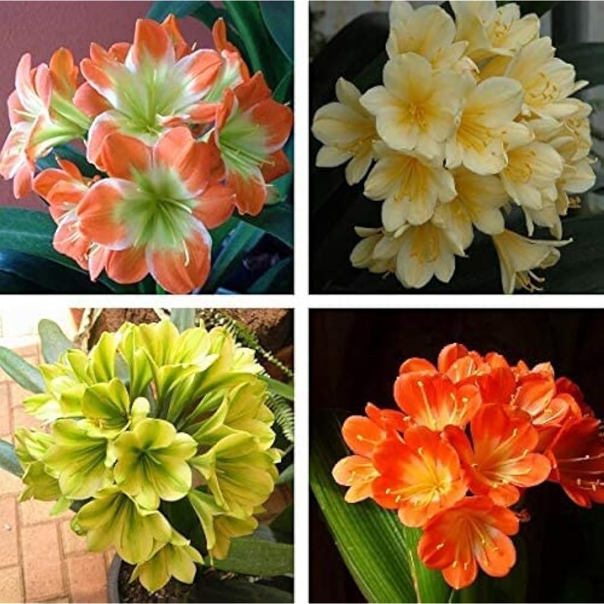 Clivia Lily Flower Seeds up to 50%