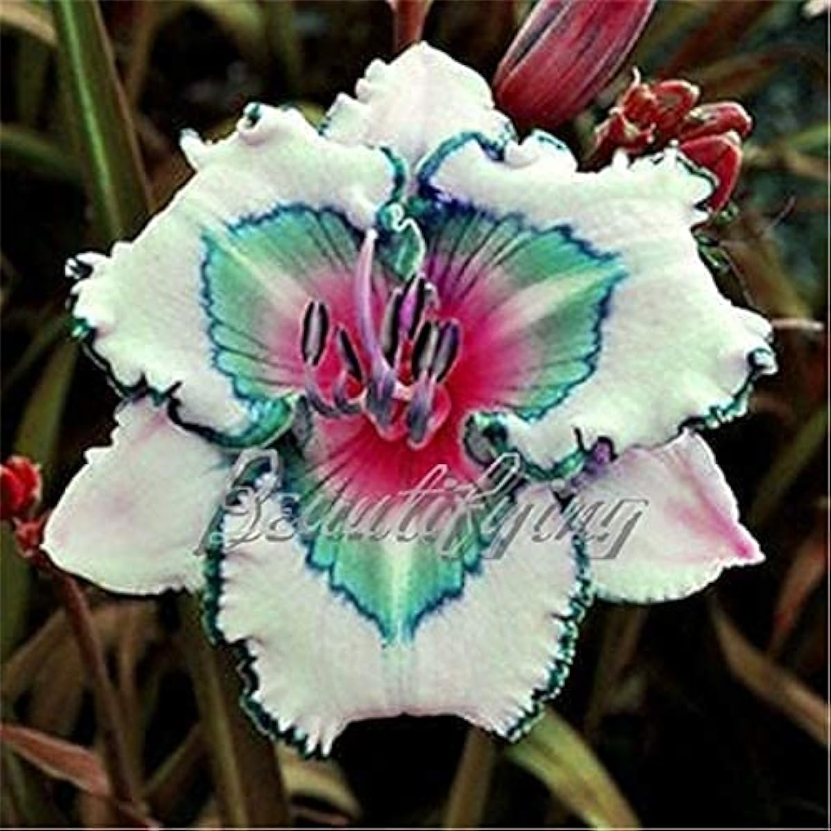 Hybrid Bright Daylily (Hemerocallis)  Seeds