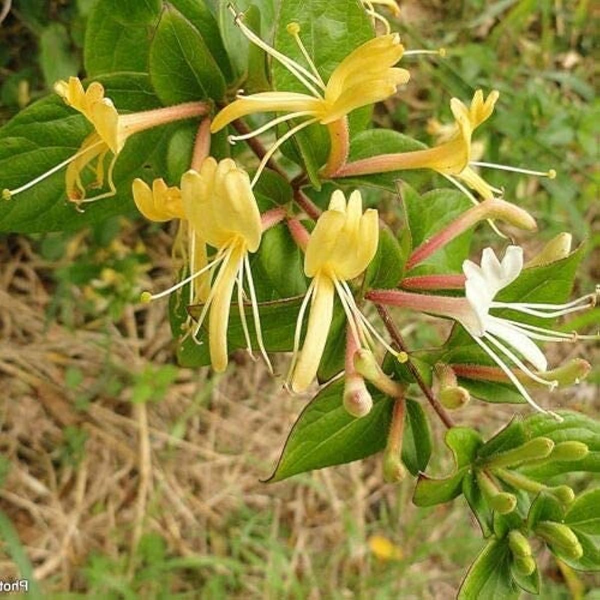 Japanese Honeysuckle seeds up to 50%