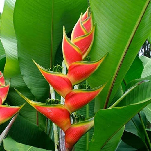 Heliconia Wagneriana Seeds