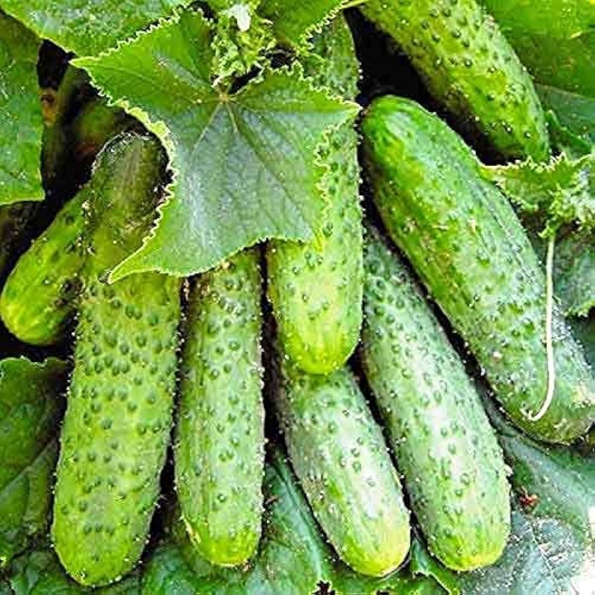 Nezhin Pickling Cucumber Seeds – Crisp Heirloom Variety – prime day up to 50%