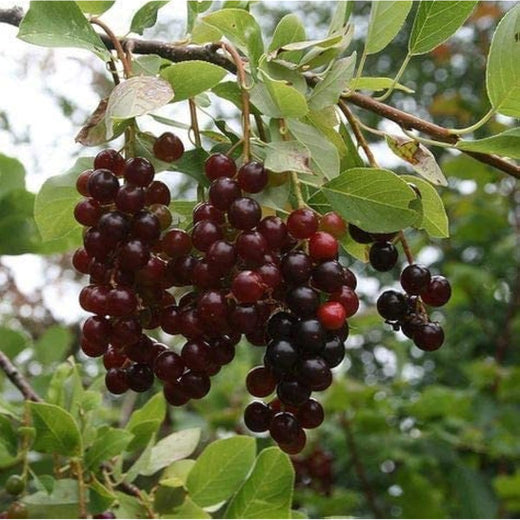 Chokecherry Tree Seeds