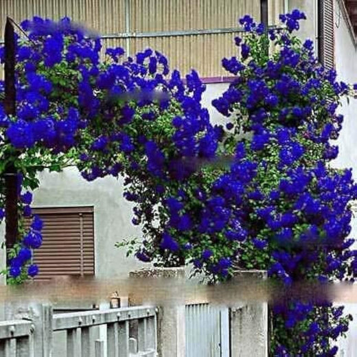 Blue Climbing Rose Seeds