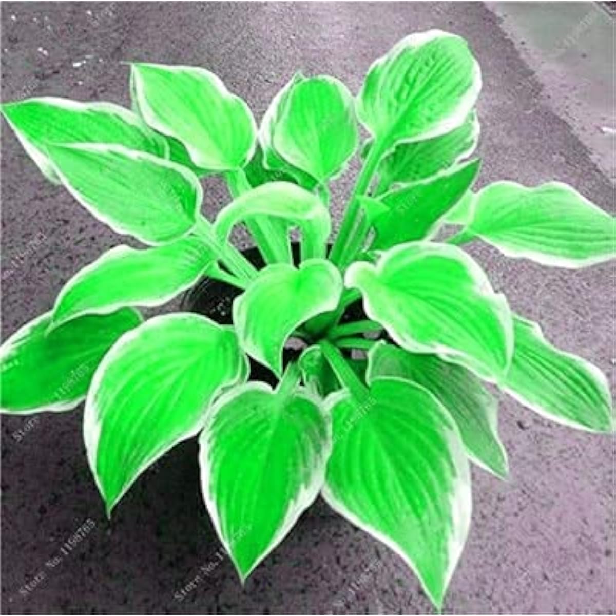 Mixed Hosta Perennial Lily Seeds White Lace – prime day up to 50%– prime day up to 50%