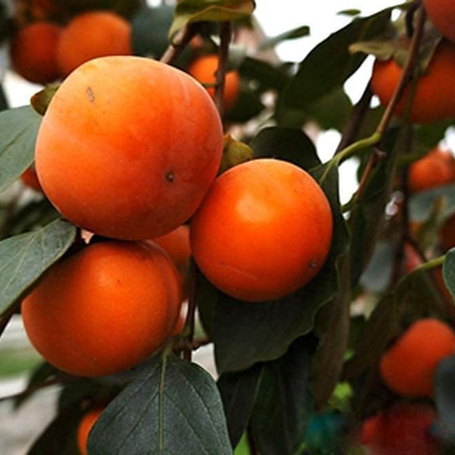 Japanese Persimmon Tree Seeds Up to 50% Off