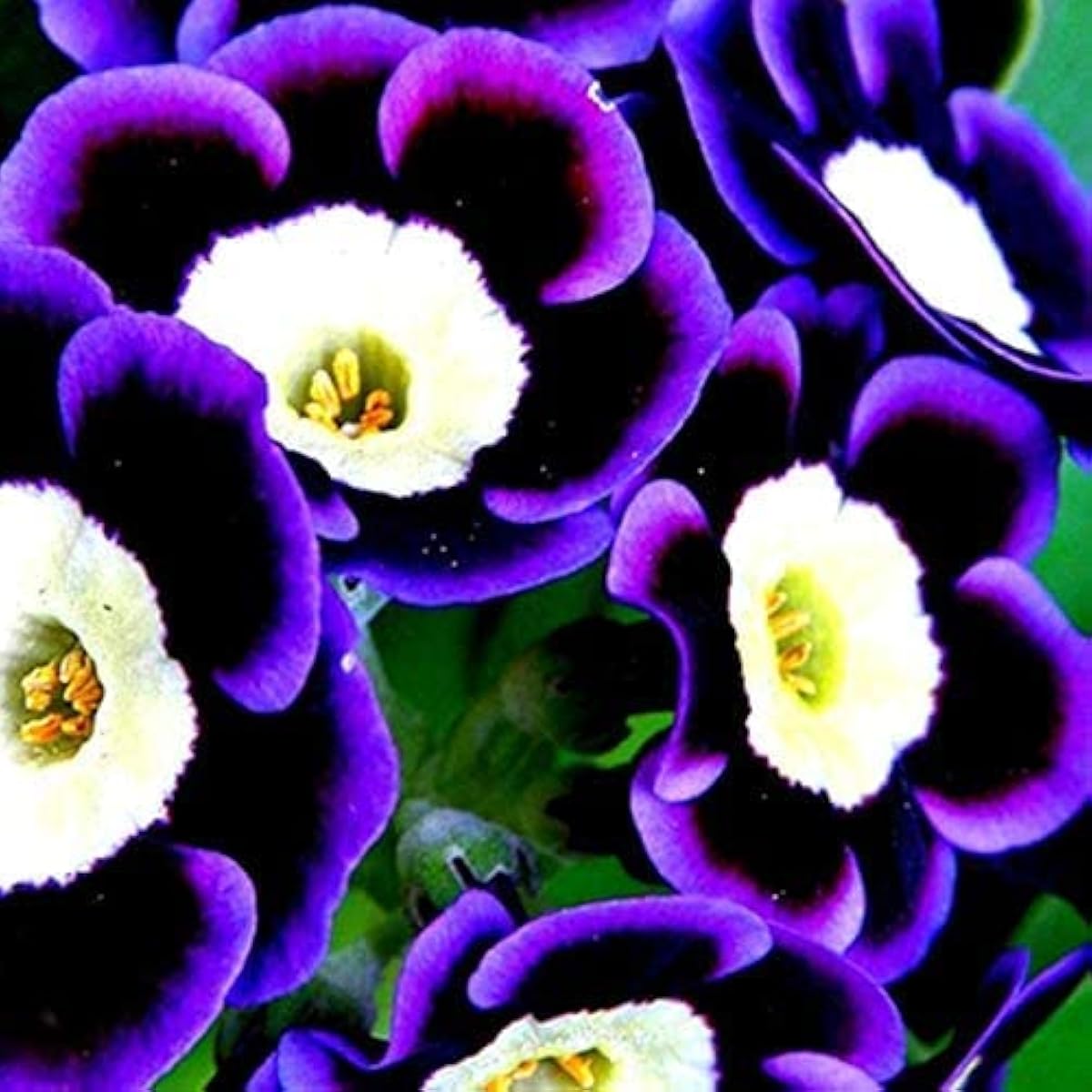 Blue Phantom Petunia Flower Seeds¨C up to 50%