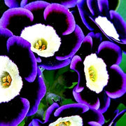Blue Petunia Seeds