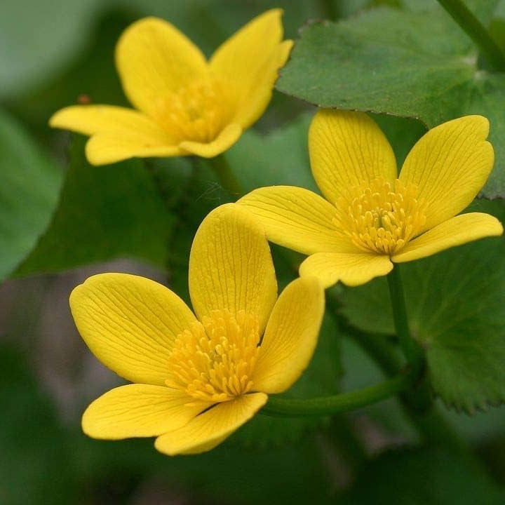 Marsh Marigold Flower Seeds up to 50%