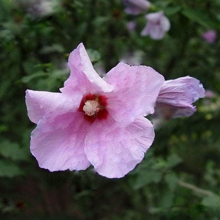 Giant Hibiscus Seeds – Rare Perennial Flower for Garden &amp; Home – Up to 50%