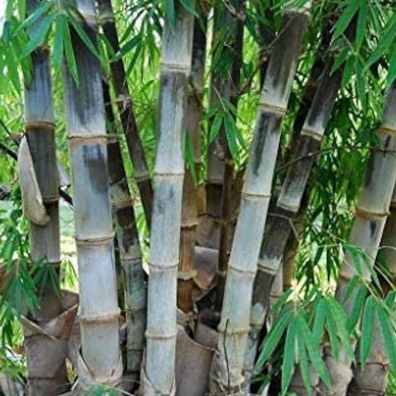 Giant Bamboo Plant Seeds