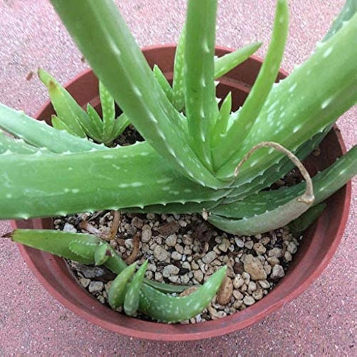 Aloe Vera Seeds