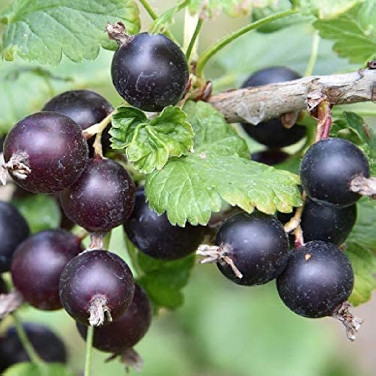 Jostaberry Plant Seeds Up to 50% Off
