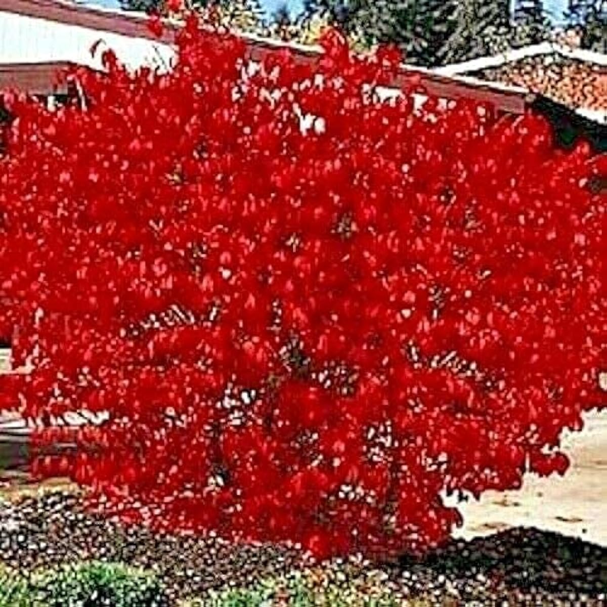 Burning Bush Shrub Seeds Up to 50% Off