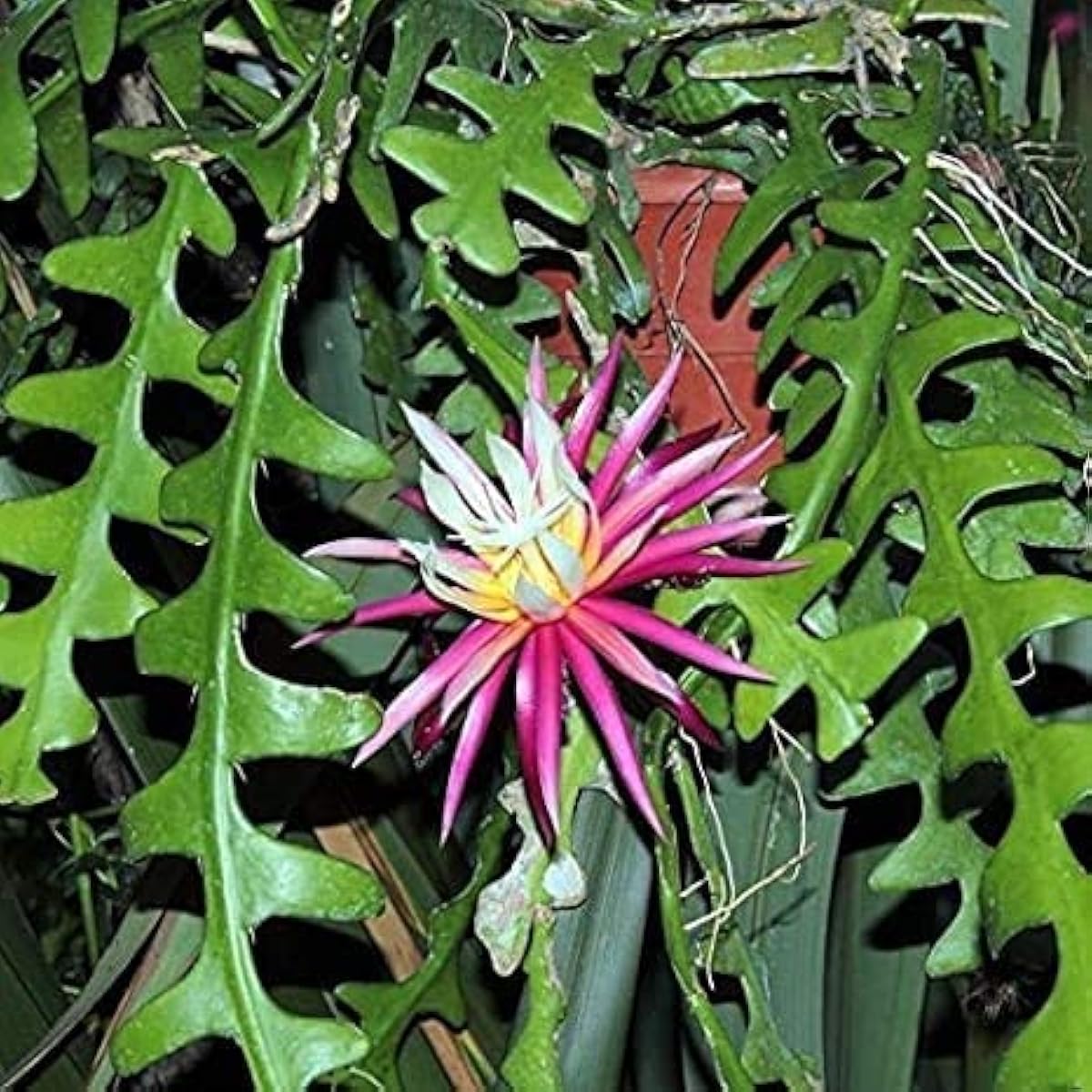 Fishbone Cactus Seeds Up to 50% Off