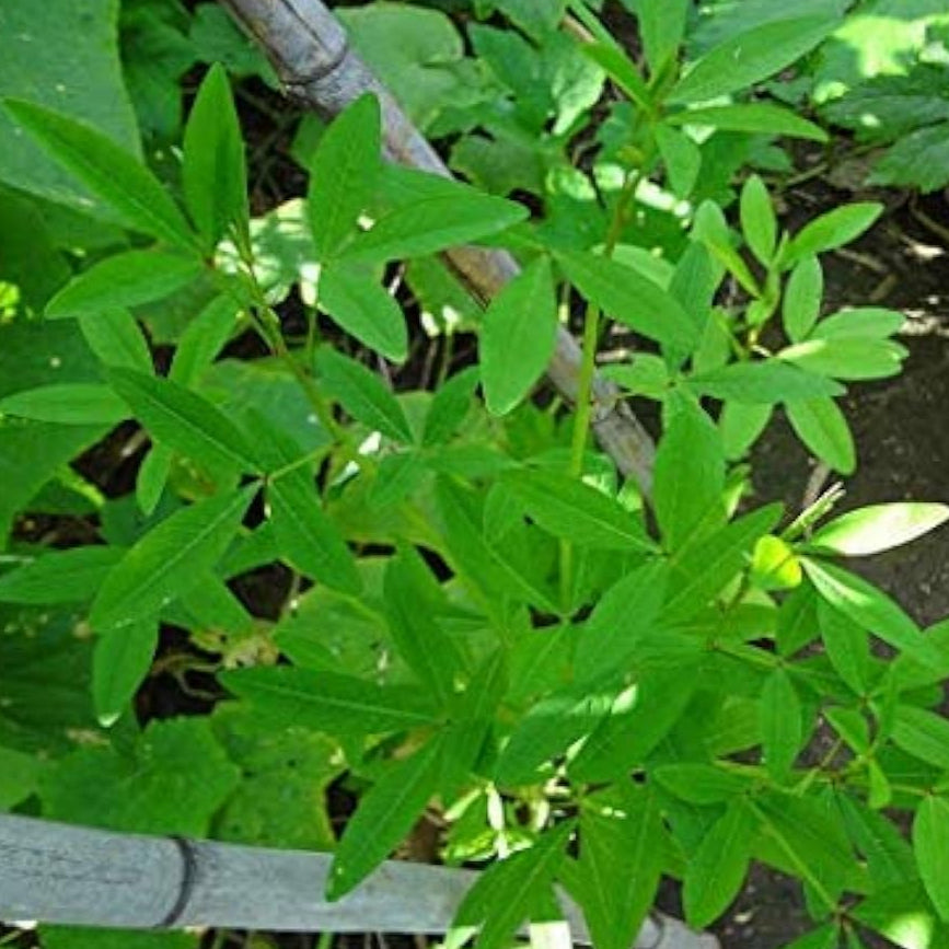 Chipilin Vegetable Seeds Up to 50% Off