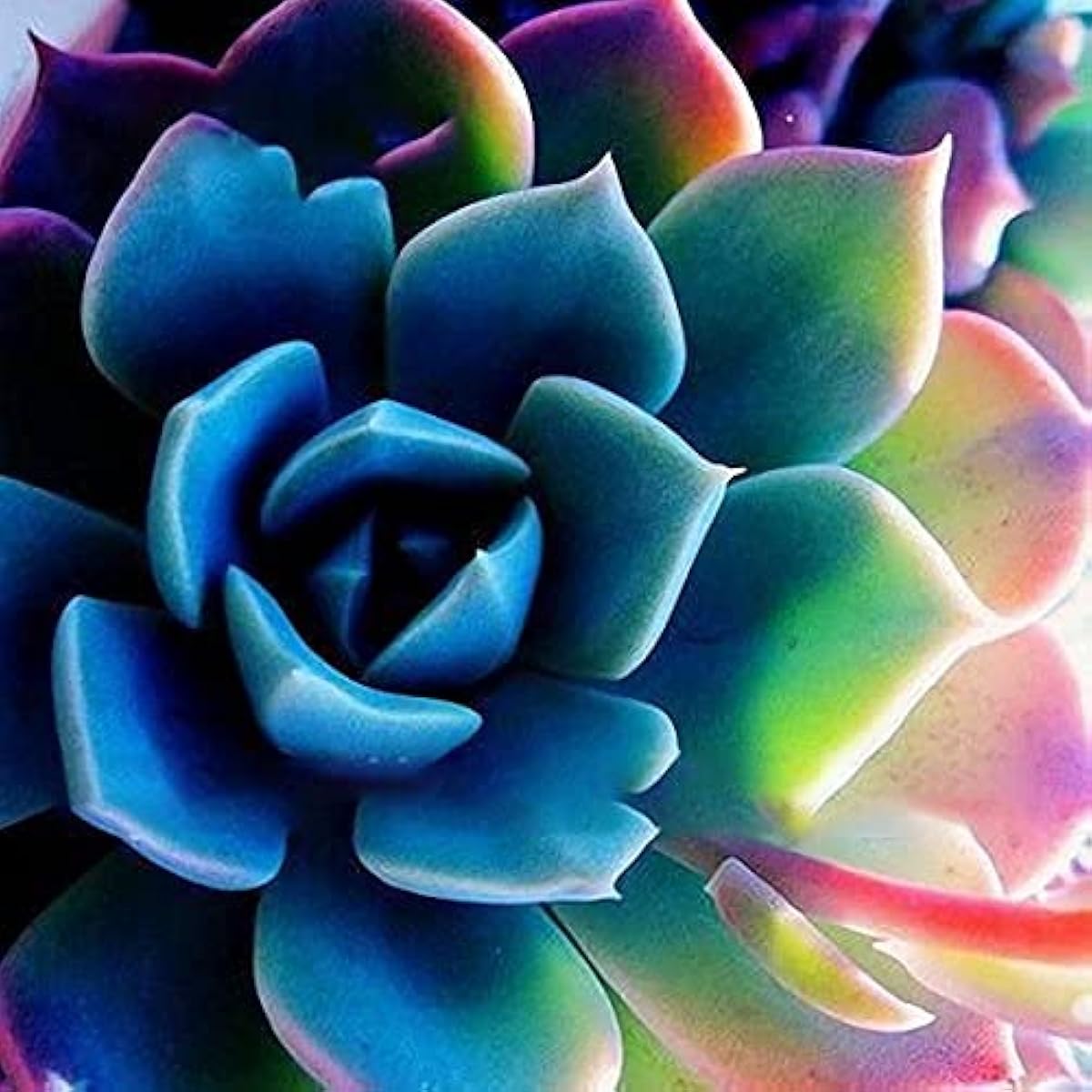 Peony Succulent Seeds – Unique Decorative Bonsai Plants – up to 50%