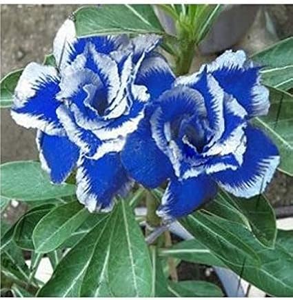 Blue White Desert Rose Seeds Up to 50% Off