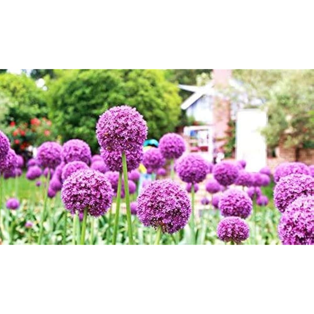 Giant Allium giganteum – Dreamlike Pink Onion Flower for Garden Decoration Up to 50%
