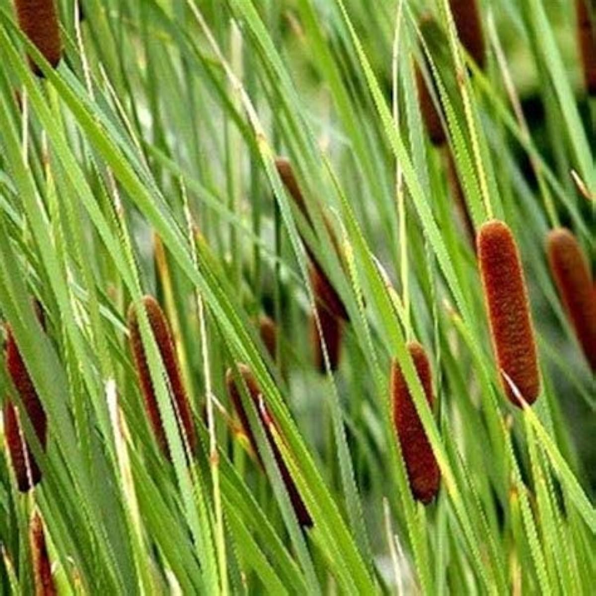 Dwarf Cattail Aquatic Seeds Up to 50% Off
