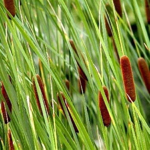 Dwarf Cattail Seeds
