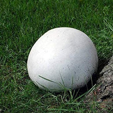 Giant Puffball Mushroom Spores