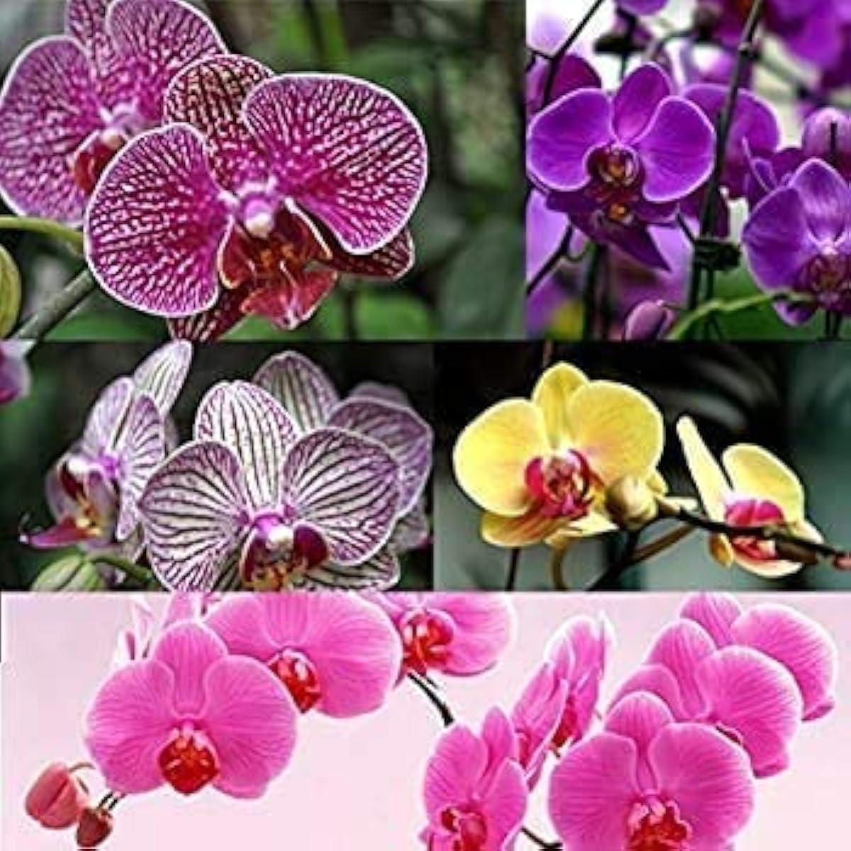 Phalaenopsis Orchid Seeds prime day up to 50%