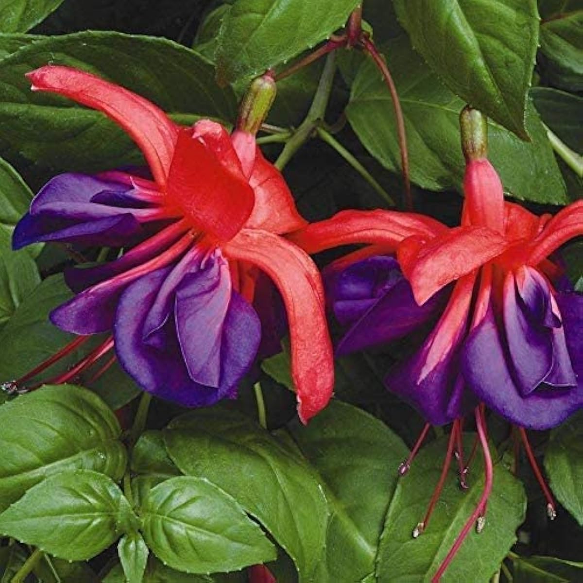 Purple Bell Fuchsia Seeds up to 50%
