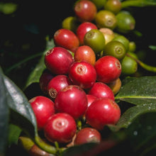 Robusta Coffee Seeds