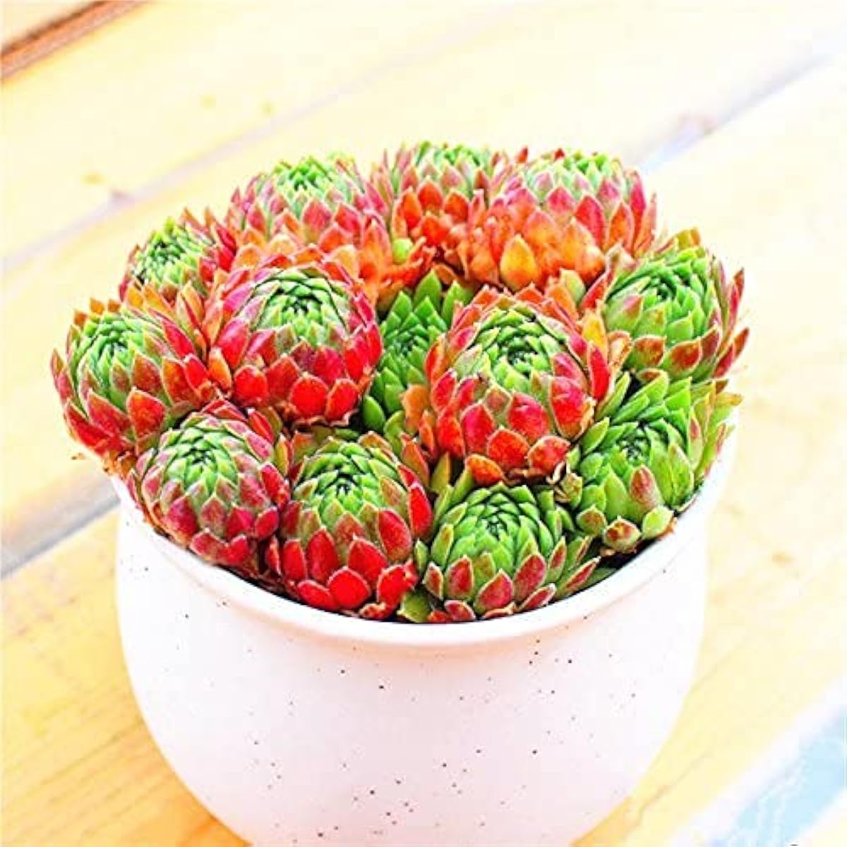 Sempervivum Succulent Seeds for Home Decoration – Up to 50%