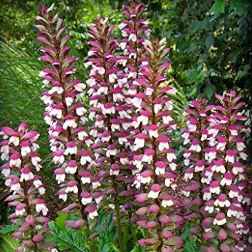 Bear&#39;s Breeches Seeds Up to 50% Off