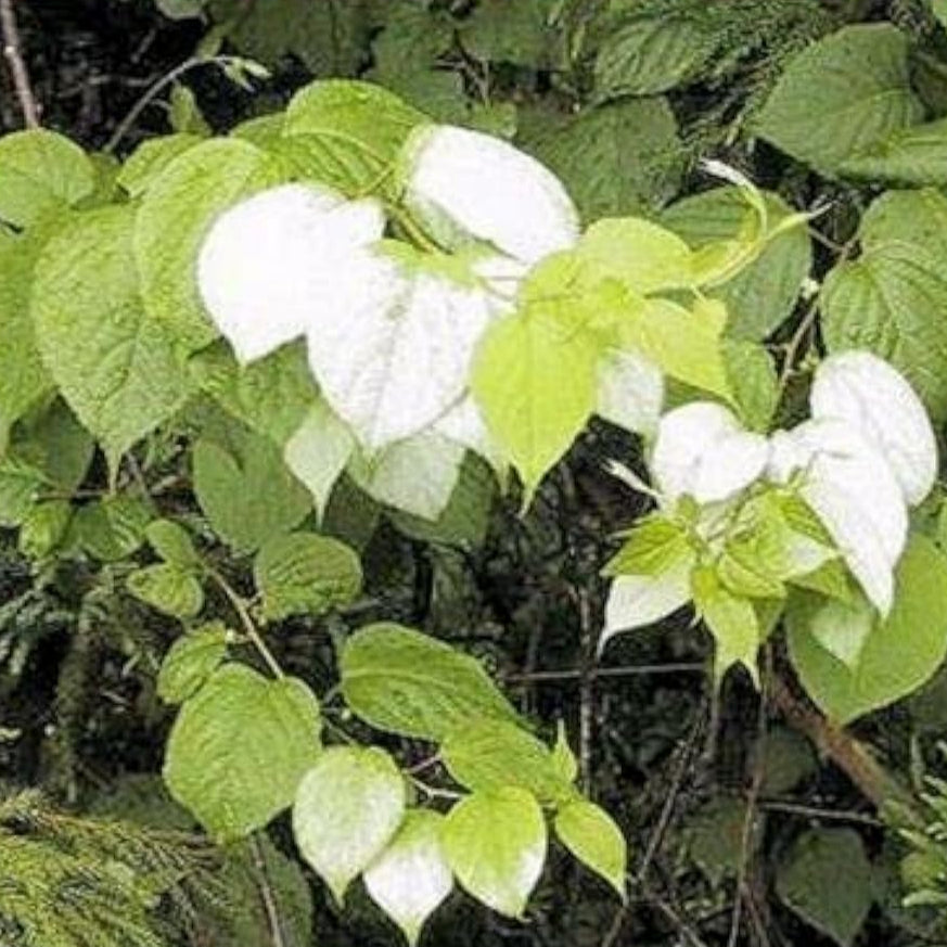 Silver Vine Plant Seeds Up to 50% Off