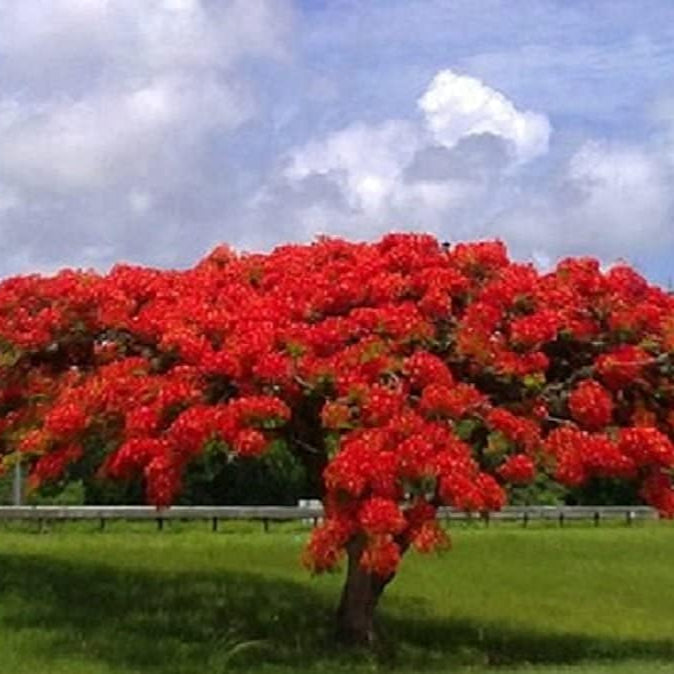 Flame Tree Royal Poinciana Seeds Up to 50% Off